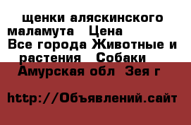 щенки аляскинского маламута › Цена ­ 20 000 - Все города Животные и растения » Собаки   . Амурская обл.,Зея г.